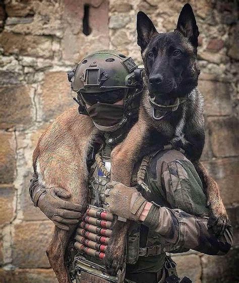 malinois military dogs.